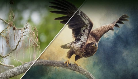 Eagle taking flight from a perch, wings spread wide in dramatic motion.
