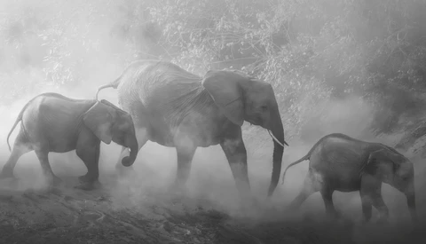 Three elephants walking through dust and haze in monochromatic tones.