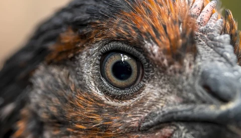 Close-up of a bird's head showing a large, round eye with golden iris and dark pupil, surrounded by gray and orange-brown feathers.