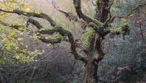 Moss-covered tree trunk with gnarled branches in misty woodland surrounded by evergreen foliage.