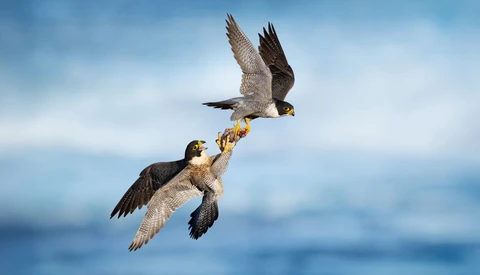 Two peregrine falcons in mid-air exchange, with one bird ascending while passing prey to the descending bird against a blue sky.