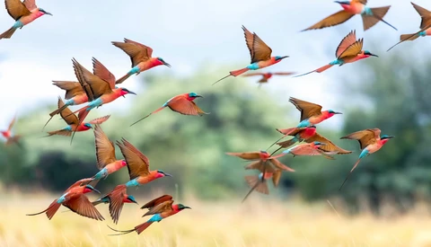 Flock of colorful bee-eaters in flight against a blurred natural background.