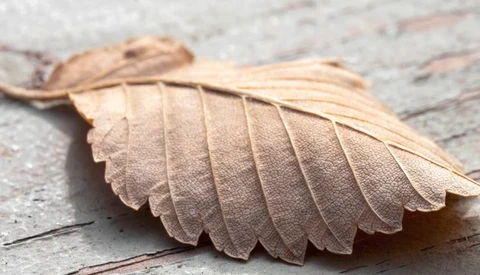 Dried leaf with delicate vein structure resting on weathered wooden surface.