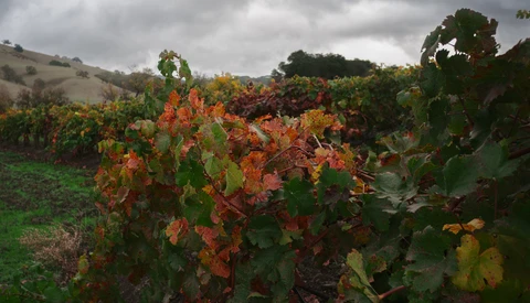 Autumn vineyard with leaves turning red and orange under overcast sky.