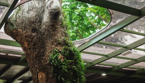 Thick tree trunk with moss and ivy growing on it, viewed through a modern green metal pergola structure with geometric grid pattern.