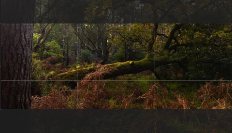 Forest floor with fallen moss-covered logs and dense undergrowth, overlaid with rule-of-thirds composition grid lines.