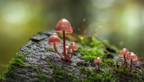 Cluster of delicate reddish-brown mushrooms sprouting from moss-covered log.