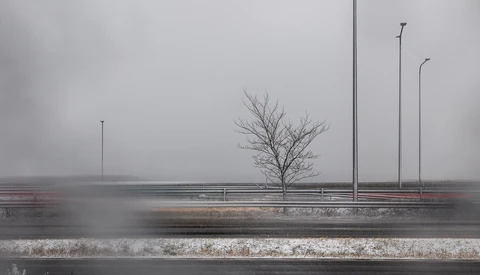 Bare tree and street lamps in dense fog with overcast sky and wet pavement.