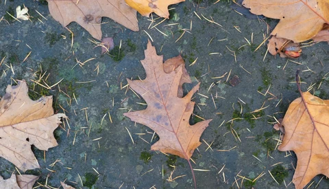 Fallen autumn leaves and moss on dark pavement with selective focus on leaf details.