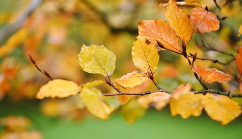 Branch with autumn leaves transitioning from yellow to orange and red against a soft green blurred background.