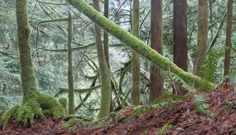 Moss-covered fallen tree trunk spanning across a misty forest floor with tall conifers and ferns.