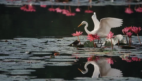 White egret with wings spread landing among pink water lilies, with its reflection visible in the dark water.