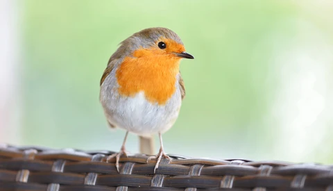 Robin perched on a woven branch against a soft green blurred background.