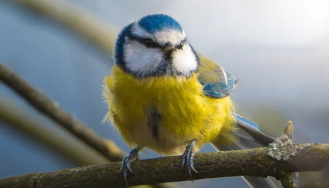 Blue tit perched on a wooden branch, with bright yellow underparts and blue-gray head markings.