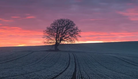 Solitary bare tree silhouetted against a vibrant pink and orange sunset over a plowed field.