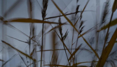 Dried grasses and seed heads photographed with shallow depth of field against a soft, blurred background.