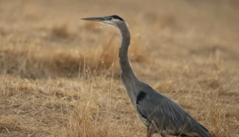 Great Blue Heron standing in dry grass and sandy ground, photographed in profile.