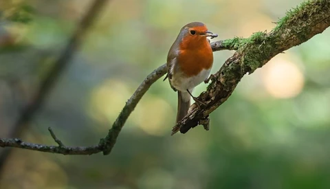 Robin perched on a lichen-covered branch with soft, blurred green background.