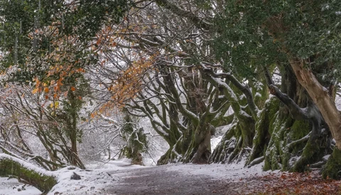 Gnarled trees with moss-covered trunks lining a snowy path through a winter forest.