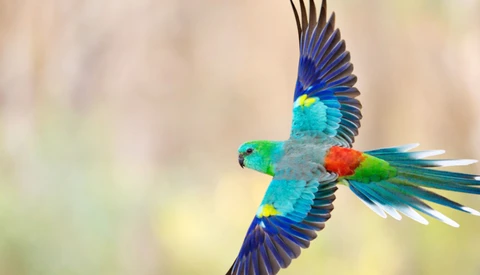Colorful macaw in flight with wings spread against a soft, blurred background.