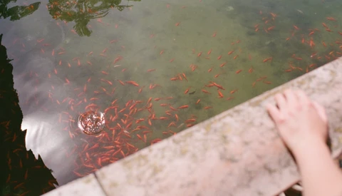 Large school of small red fish swimming in murky green water viewed from above, with concrete edge and hand visible at frame edge.