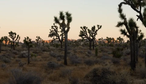 Joshua trees silhouetted against a dusky sky in a desert landscape at sunset.