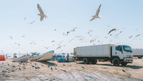 A white cargo truck parked on a sandy beach with fishing boats and gulls in flight overhead.