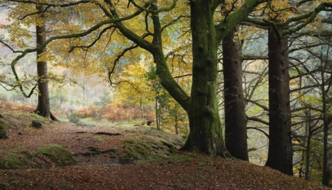 Forest path lined with tall trees, their trunks creating vertical lines through the composition, with golden autumn foliage visible in the canopy above.