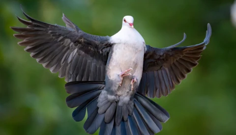 White dove in flight with wings spread wide against a blurred green background.