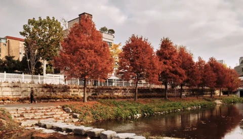 Row of vibrant red autumn trees lining a riverbank with stone embankment and residential buildings.