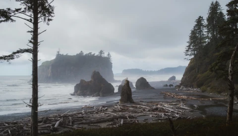 Dramatic coastal landscape with sea stacks, driftwood beach, and forested headlands in overcast conditions.