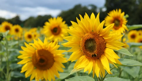 Bright sunflowers in full bloom fill the frame, with sharp focus on a central flower's yellow petals and dark seed head.