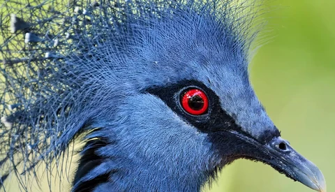 Close-up of a blue bird's head with striking red eye and black facial markings against blurred green background.