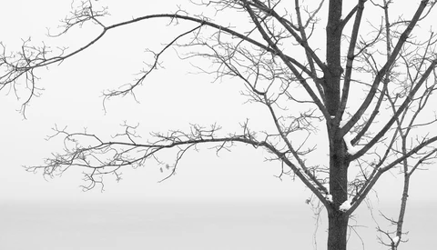 Bare tree branches against overcast sky creating intricate linear patterns.