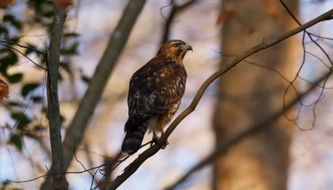 Brown and mottled hawk perched on a bare branch with blurred foliage in the background.