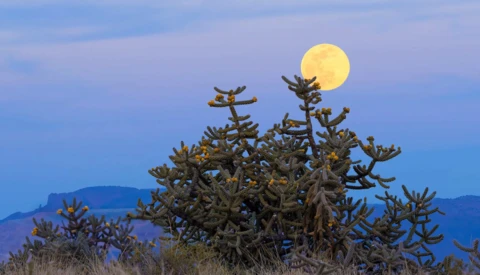 Full moon rising behind a gnarled desert plant against a twilight blue sky.