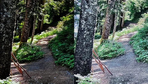 Side-by-side comparison of a forest trail showing before and after processing with enhanced contrast and saturation.