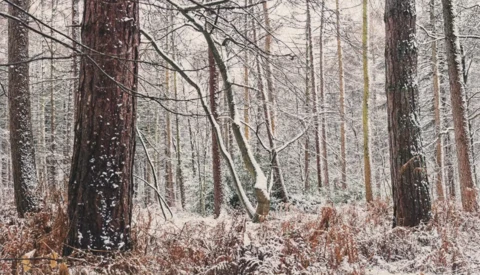 Snow-dusted forest with bare deciduous trees and brown leaf-covered ground in winter.
