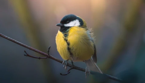 Great tit perched on a branch with yellow breast and black head markings.