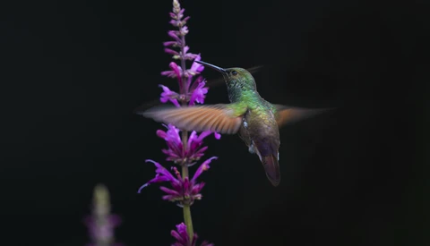Hummingbird hovering near purple flower spikes against a dark background.