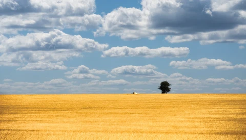 Solitary tree standing in a vast golden wheat field under a partly cloudy sky.