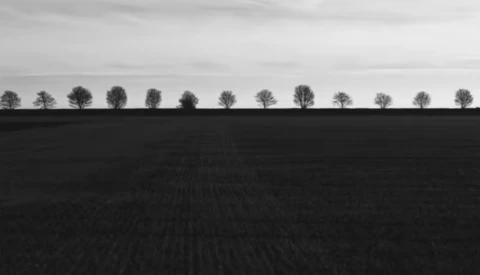 Row of bare trees silhouetted along the horizon above a dark plowed field under overcast sky.