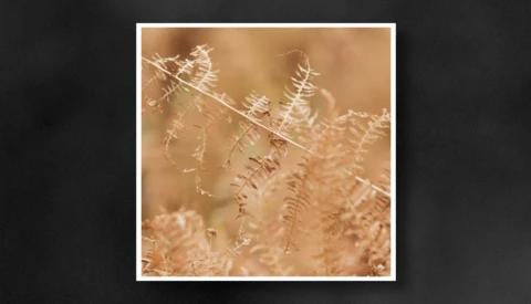 Frost-covered fern fronds backlit by warm golden sunlight creating a soft, ethereal glow.