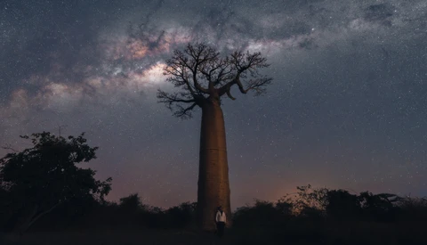 Silhouetted baobab tree beneath the Milky Way galaxy at night.