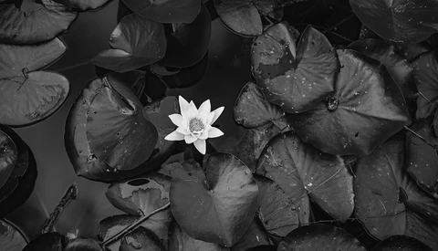 Single white water lily bloom surrounded by dark lily pads in black and white.