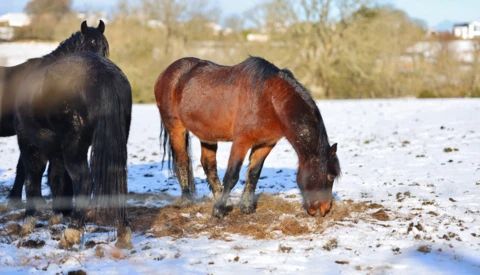 Two horses standing in snowy ground near water, one black and one bay-colored, with trees and buildings visible in background.