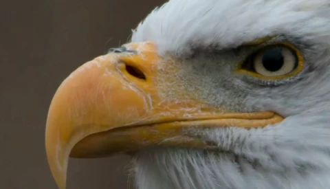 Close-up portrait of a bald eagle's head showing white plumage, curved yellow beak, and intense golden eye.
