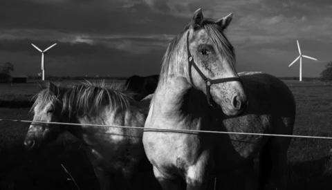 Horse and foal behind a wire fence in a windmill-dotted landscape, rendered in black and white.