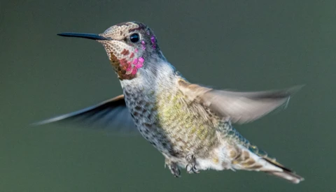Hummingbird in flight against green background, displaying iridescent purple and magenta head plumage.