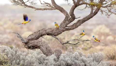 Four colorful birds perched on gnarled branches of a bare tree in an arid landscape.